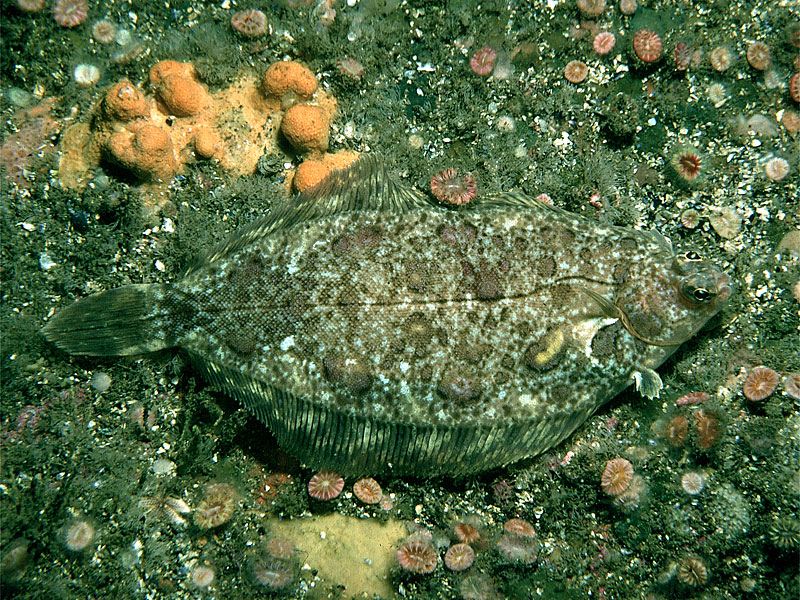 Microstomus kitt (Sogliola limanda)